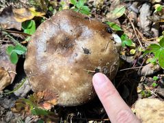 -峡谷浮石林景区