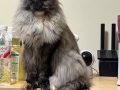 -pd派德宠物中心医院24H急重症·眼科中心·血液透析中心(嵩山北路店)