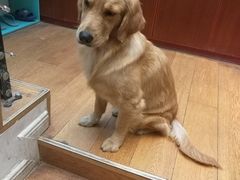 -萌喵宠狗爱心宠咖
