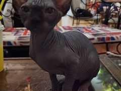 -这儿没有猫·猫咖萌宠馆·撸猫