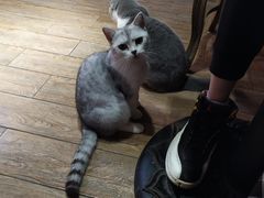 -more than meow吴止猫主题餐厅(承德 中船汇店)