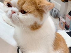 -飞行喵MR PILOT|猫舍·猫咖(静安大融城店)