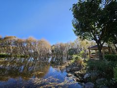 -洱海月湿地公园