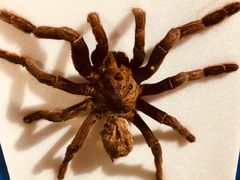 -上海昆虫博物馆