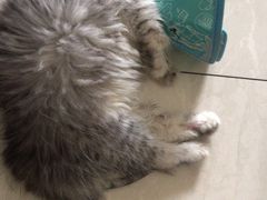 -安安宠医·臻爱宠物医院(簇锦北路分院)