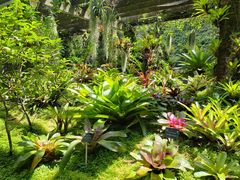 -深圳仙湖植物园