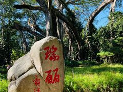 -瑞丽独树成林风景区