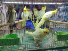 -青石桥花鸟鱼虫市场(叠翠城店)