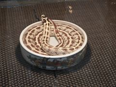 -上海大自然野生昆虫馆(东方明珠·爬宠昆虫探索中心)