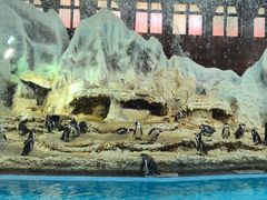 -帝企鹅自助餐厅•儿童岛•真企鹅(长隆企鹅酒店)