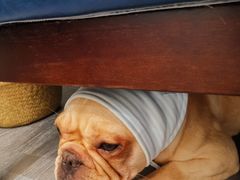 牛奶妹法斗-柯斗斗主题餐厅·狗咖·围炉煮茶·茶饮(国瑞升平里店)