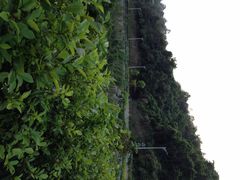 iphone_upload_pic-火炉山森林公园