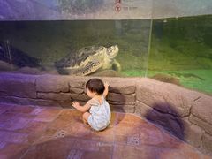 -萌宠奇缘