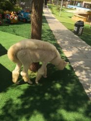 -萌宠亲子动物乐园(槐房万达店)