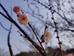 -无锡梅园公园