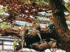 -呀路古热带植物园