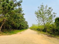 -日照海滨国家森林公园