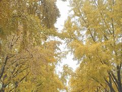 -三里屯东五街银杏大道
