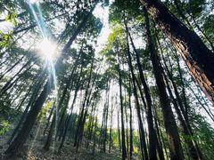 -南山植物园