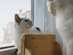 -Cappucimeow猫咪咖啡馆(韦伯时代店)