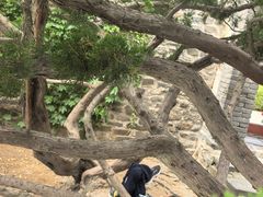 -蓬莱阁景区