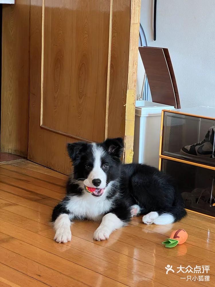 出一只三个月边牧小狗