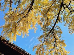 -西园戒幢律寺