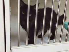 -秀猫阁·猫咪花园(万达店)