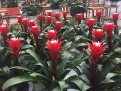-上海鲜花港