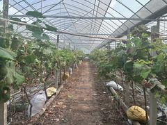 -马陆小张葡萄园农家乐