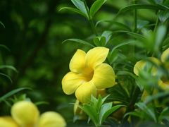 -新加坡植物园