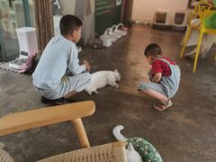 -喵屿·大理花园猫咖