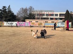 -趣玩宠物乐园寄养训犬训狗游泳池
