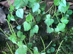 -碓臼峪自然风景区