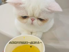 -More Fun猫咖 二十只万元加菲主题