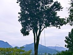 -大树秋千