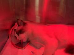 -萌兽医馆·犬猫专科·眼科中心·宠物医院(朝阳门分院)