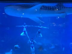 -烟台海昌鲸鲨海洋公园