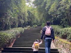 -铁山坪森林公园