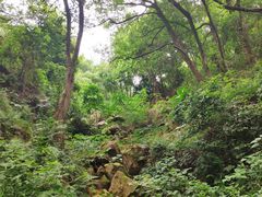 -金鸡山公园