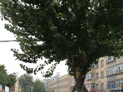 -海胆小馆(东北水饺·春柳店)