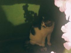 -猫猫幼稚园·撸猫·桌游·电玩