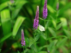 -上海滨江森林公园