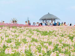 -径山花海
