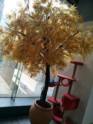 -M Hair造型