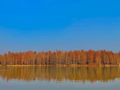 -上海海湾国家森林公园