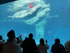 -海合安武汉极地海洋公园