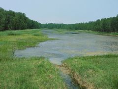 -黄河故道国家森林公园