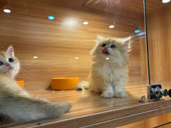 -猫十亿·布偶金渐层·曼基康矮脚猫舍(青年路店)