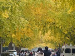 -三里屯东五街银杏大道